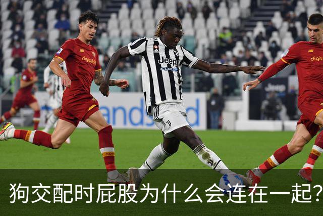 狗交配时屁股为什么会连在一起？是母狗不让，还是公狗不想？